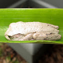 Pine woods treefrog