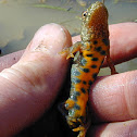 Italian crested newt