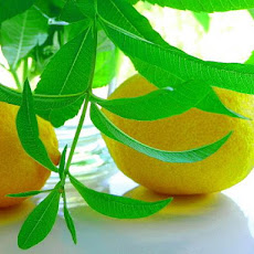 Lemon Verbena Lemonade