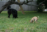 Grazing Dogs 2