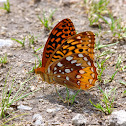 Great spangled fritillary butterfly