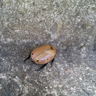 Grapevine beetle