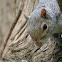 Eastern gray squirrel