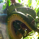 Emerald Tree Boa