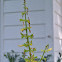 Forsythia Sage