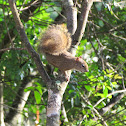 Brazilian Squirrel