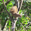 Brazilian Squirrel