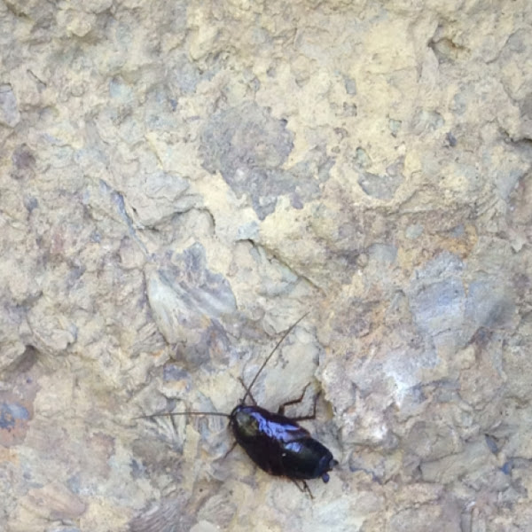 Wood Roach Project Noah