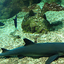 Whitetip Reef Shark