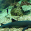 Whitetip Reef Shark