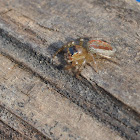 Dimorphic jumping spider