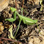 Praying mantid