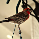 House Finch