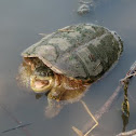 Common Snapping Turtle