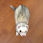 Ferret
