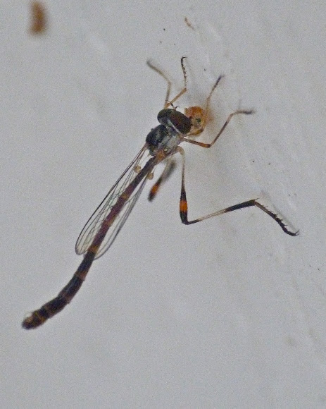 Spotting Image 1