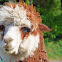 Alpaca