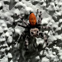 Spidet