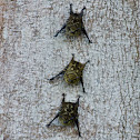 Proboscis Bat