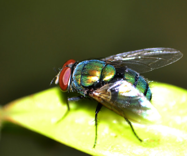 Blue Bottle Fly / blowfly Project Noah
