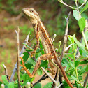 Fan-throated lizard