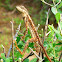 Fan-throated lizard