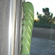 Tomato Hornworm
