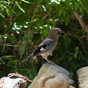 European Jay