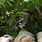 European Jay