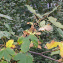 Maple Tree