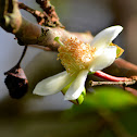 Flor de Cas
