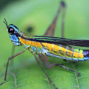 monkey grasshopper