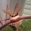 Luna moth