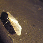 small moth