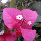 Buganvilia