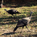 Wild turkey