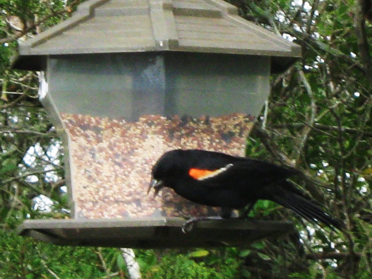Red-winged Blackbird