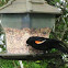 Red-winged Blackbird