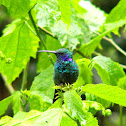 Green Violet-ear