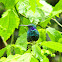 Green Violet-ear