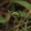 Chrysocoris stolli