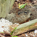 Groundhog or Woodchuck