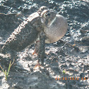 Southern Toad