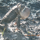 Southern Toad