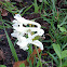 Corydalis