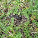 Babosa negra (sp) Black slug (en)