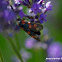 Six-spot Burnet