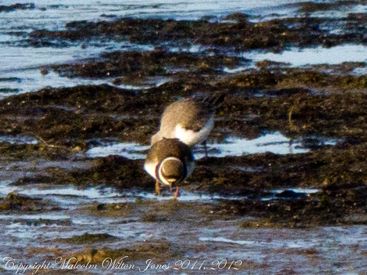 Spotting Image 1