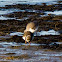 Ringed Plover; Chortilejo Grande