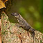 Costa Rican Tropical Night Lizard